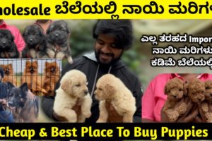Quality Puppies For Sale In Bangalore | Imported Puppies For Sale At Best Price