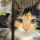 Quiet cat reveals her sweetest meow after adoption