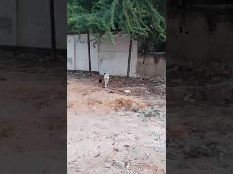 RAM 🆚 COCK Funniest Animal fights