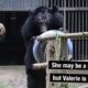 Recently rescued bears Valarie and Tuan make a fine pair!