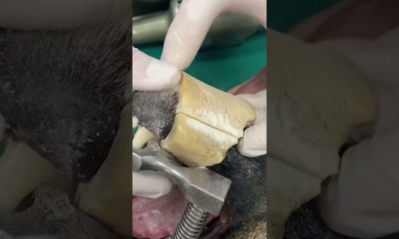 Removing a Bone Stuck on a Dog's Jaw 🦴🐶