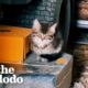 Rescued Kitten Now Sleeps In Guy's Beard | The Dodo