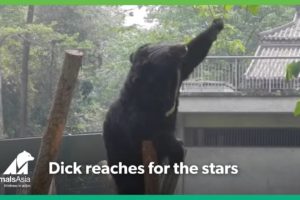 Rescued bear reaches for the stars - but gets so much more