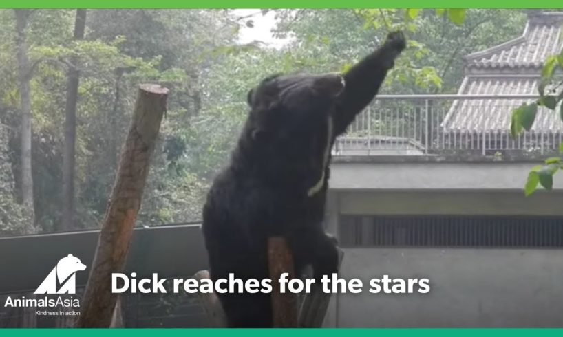 Rescued bear reaches for the stars - but gets so much more
