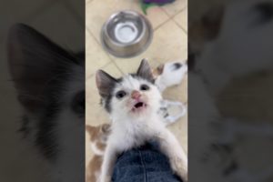Rescued kittens put a smile on a man's face every day.