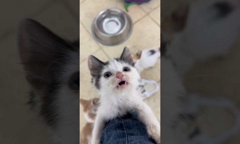 Rescued kittens put a smile on a man's face every day.