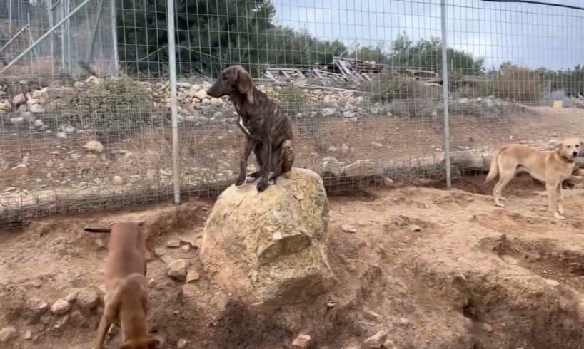 Rico and Pipis ❤️They are in a new area and they have girlfriends 😀- Takis Shelter