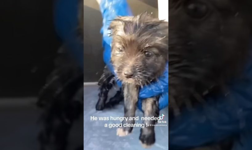 SHOCKING RESCUE PUPPY BATH !