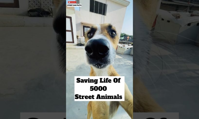 Saving Life Of 5000 Street Animals 🙏🏻 | #333