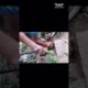 Saving a Playful Pup Trapped Under a Stone  - AWCS Org | Animal and pet rescue in Hyderabad |