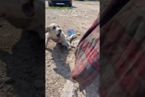 Scared Dog Cried For Help After Injured By Vehicle & Left Alone On Street