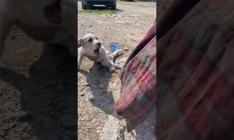 Scared Dog Cried For Help After Injured By Vehicle & Left Alone On Street