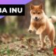 Shiba Inu 🐶 One Of The Most Popular Dog Breeds In The World #shorts
