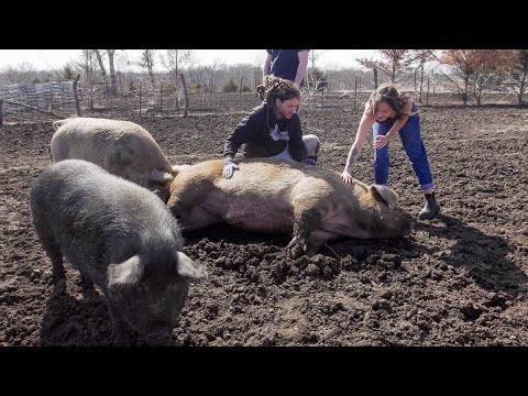 Shy 38, a sanctuary for rescued farm animals, saves lives in Lawrence