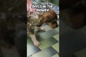 Shylo in the Shower ❤️