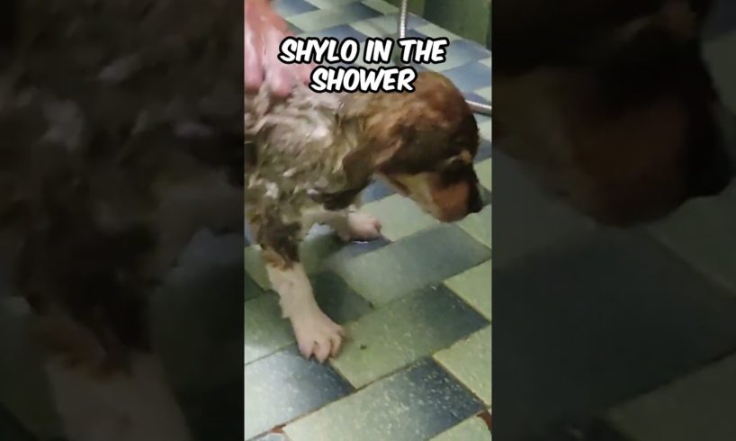 Shylo in the Shower ❤️