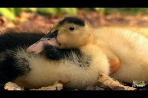 Small Pups and Baby Ducks | Too Cute!