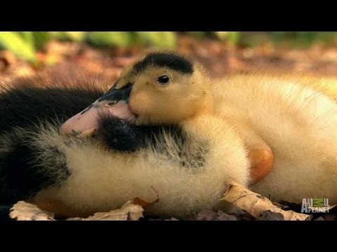 Small Pups and Baby Ducks | Too Cute!