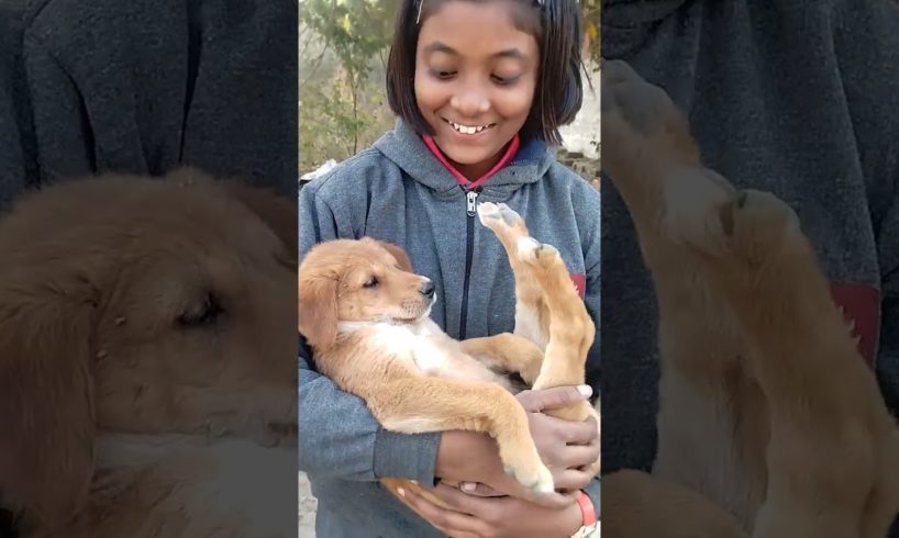 So cute puppies 😘🥰#doglover #street dog#cutedog #shortvideo #shortsfeed #youtubeshorts #most cute