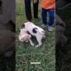 So cute puppy 🐶 || Cute puppies funny dog 🐕 moment 2023 #shorts #viral #puppy