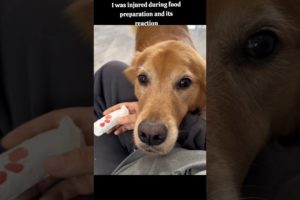 Sorry mom 😢Cuz of me #dog #cutevideos #dogfun #goldenretrieverlove #dogloversoftiktok  #foryou #cute