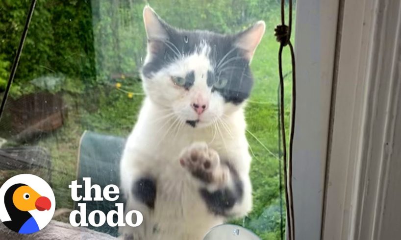 Stray Cat Paws At The Window Every Day Until Lady Adopts Him | The Dodo