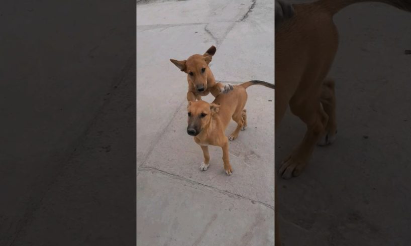 Stray Puppies Rescued 🐶 💓 #shorts #rescuepuppy #puppy #straypuppy #cutepuppy #youtubeshorts #viral