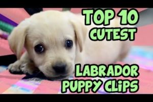 TOP 10 CUTEST LABRADOR PUPPY VIDEOS OF ALL TIME