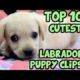 TOP 10 CUTEST LABRADOR PUPPY VIDEOS OF ALL TIME