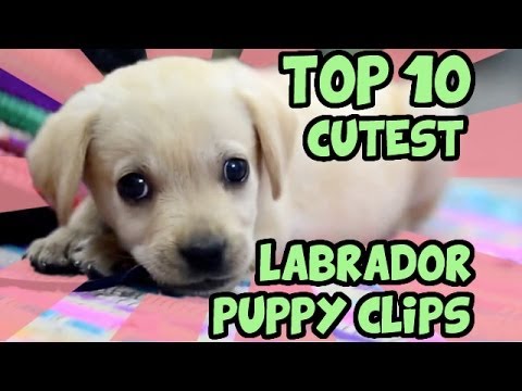 TOP 10 CUTEST LABRADOR PUPPY VIDEOS OF ALL TIME