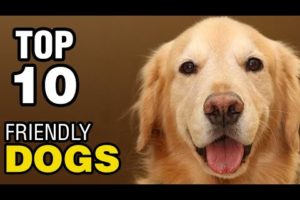 TOP 10 FRIENDLY DOG BREEDS