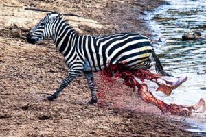 TOP 12 CROCODILE EATING PREY MOMENTS, THEY LIKE TO HAVE INTESTINE FOR BREAKFAST