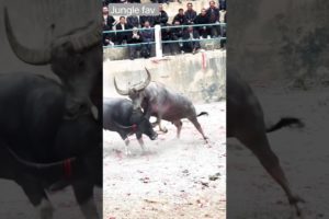 Terrible buffalo fight 🐃🐃😲😲😱🤔 #shorts #shortsfeed #animals #buffalo #fight #youtubeshorts  #viral