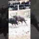 Terrible buffalo fight 🐃🐃😲😲😱🤔 #shorts #shortsfeed #animals #buffalo #fight #youtubeshorts  #viral