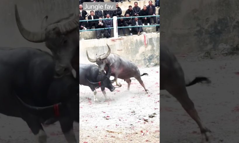 Terrible buffalo fight 🐃🐃😲😲😱🤔 #shorts #shortsfeed #animals #buffalo #fight #youtubeshorts #viral