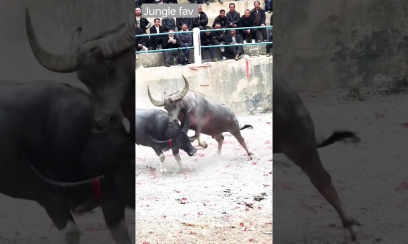 Terrible buffalo fight 🐃🐃😲😲😱🤔 #shorts #shortsfeed #animals #buffalo #fight #youtubeshorts  #viral