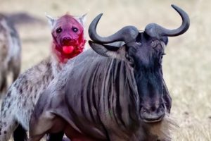 Terrifying!! Hyena Rips a Wildebeest's Guts