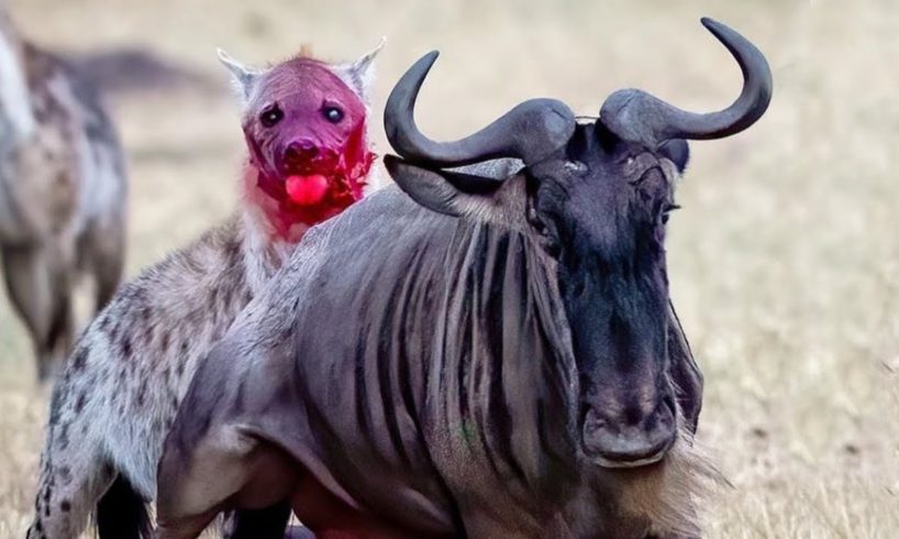 Terrifying!! Hyena Rips a Wildebeest's Guts