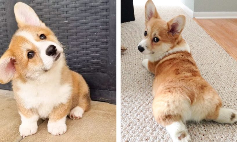 🥰 The Best Adorable Corgi Puppies in The Planet Makes Your Heart Melt 🐶 | Cute Puppies