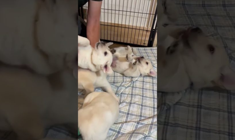 The Cutest Puppy Belly Rubs #labrador #puppy #cutepuppies