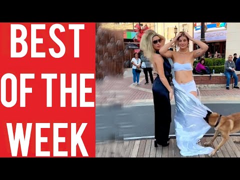 The Dog Stole the Dress and other funny videos! || Best fails of the week! || December 2023!