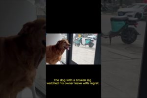 The Dog With A Broken Leg Watched His Owner Leave With Regret.