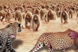 The Leopard Was Wrong - 100 Baboons Brutally Attacked The Leopard | Animal Fight