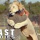 The Man Who Cuddles Lions | BEAST BUDDIES