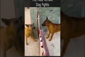 The Most Terrible Dog Fights