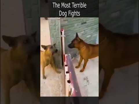 The Most Terrible Dog Fights