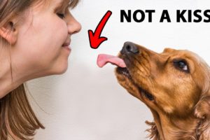 The Real Reason Dogs Lick You Is Disgusting