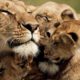The Strongest LION PRIDE in Luangwa Valley - National Geographic Documentary 2020 (Full HD 1080p)