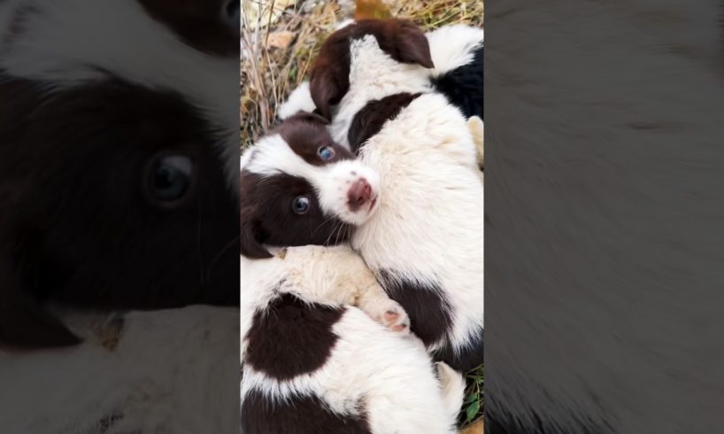 The cutest puppies ever 😍❤️ #shorts #puppy #adorable