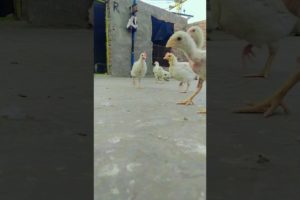 The cutest puppy /chicks group respect moment #shorts #puppy